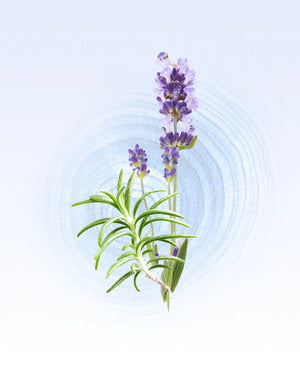Glasshouse - 0.47 fl.oz. EDP - Diving into Cyprus by Glasshouse from Marina St Barth